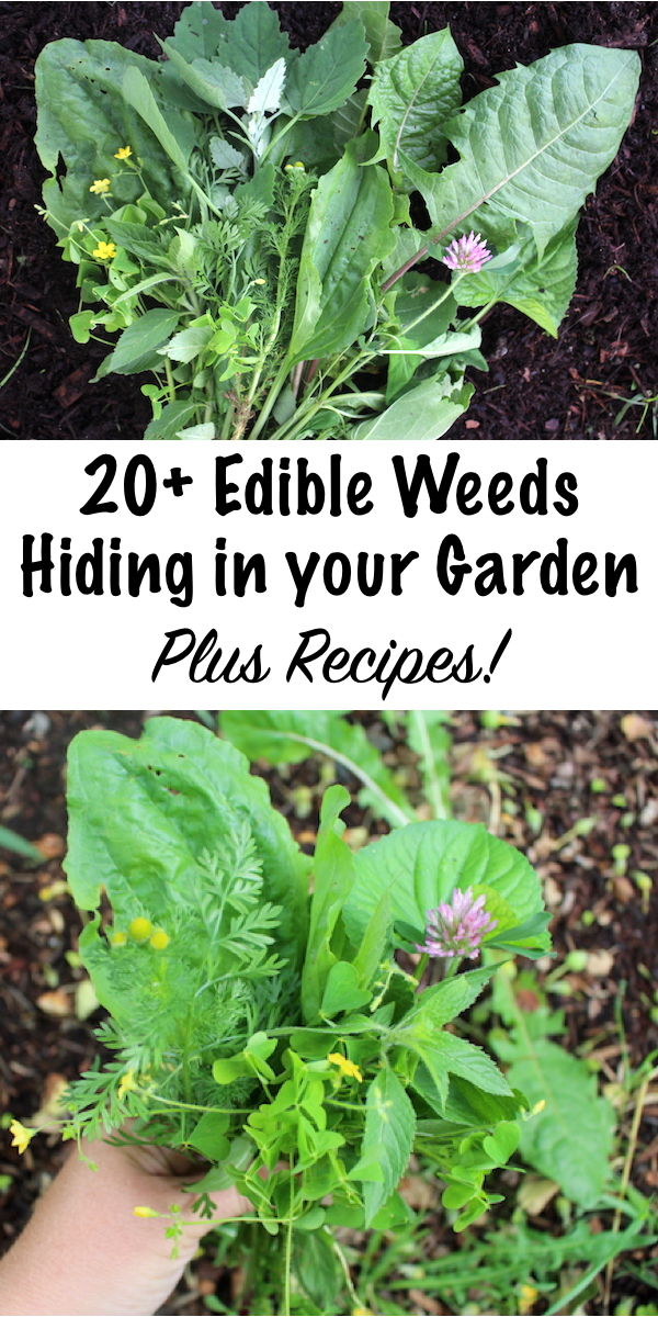 20+ Edible Weeds In Your Garden (with Recipes!)