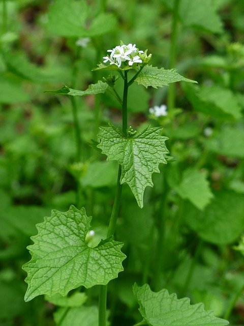 garlic mustard plant