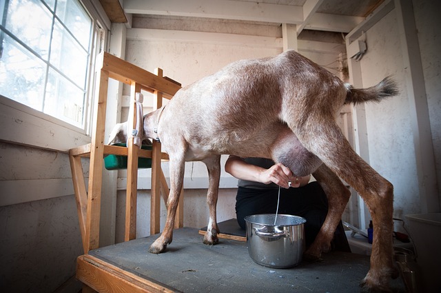 Milking goats
