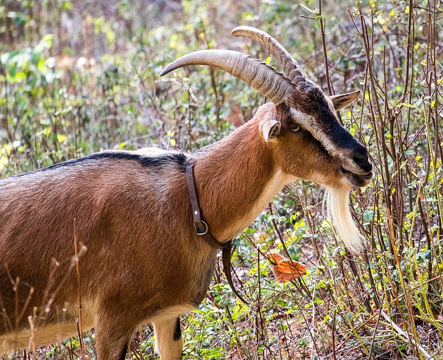 A goat browsing on scrubland. Goats are perfect for making use of otherwise marginal land.