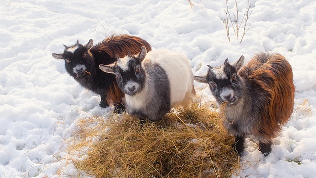 Goats eating hay in the snow