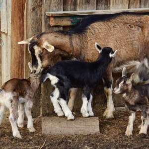 Mother goat and kids