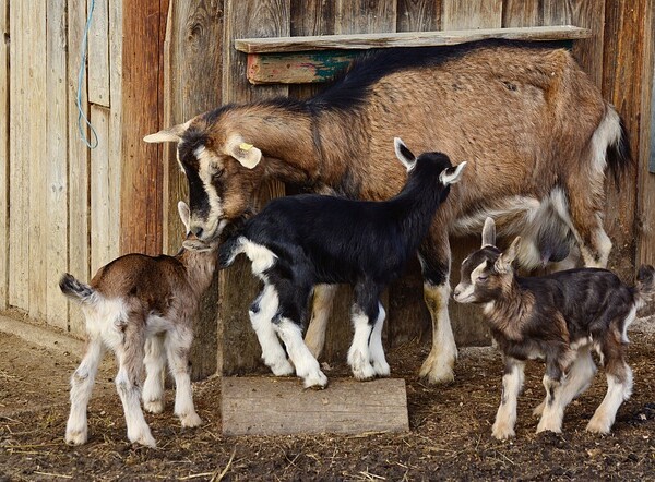 Mother goat and kids