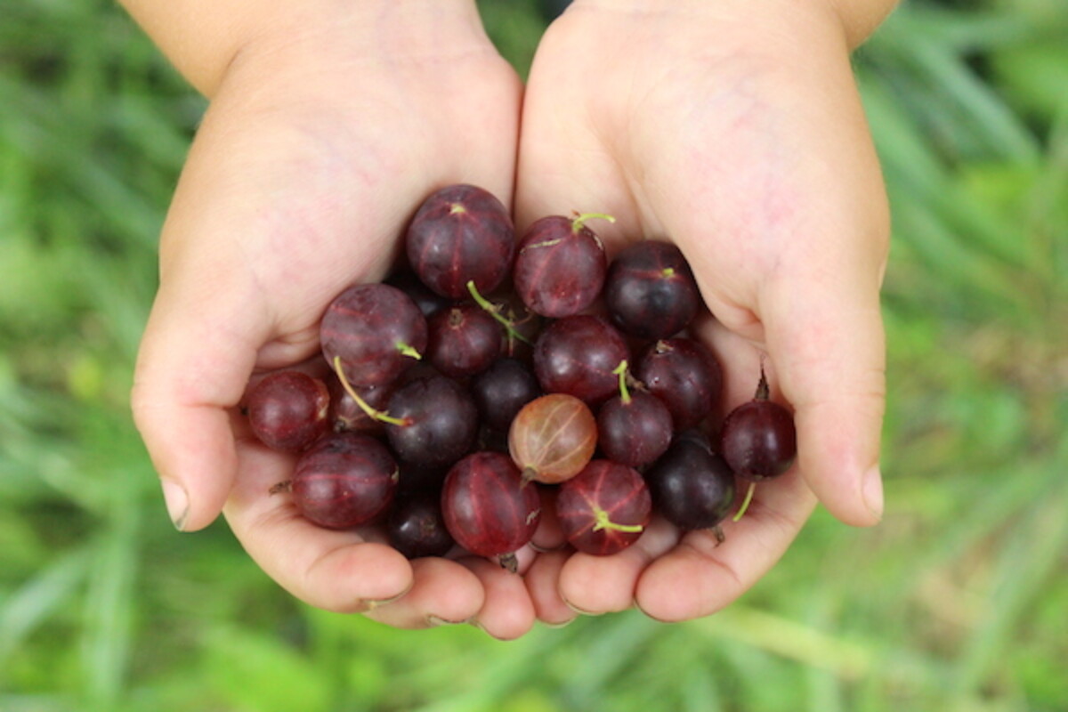 Red Gooseberry Fruit