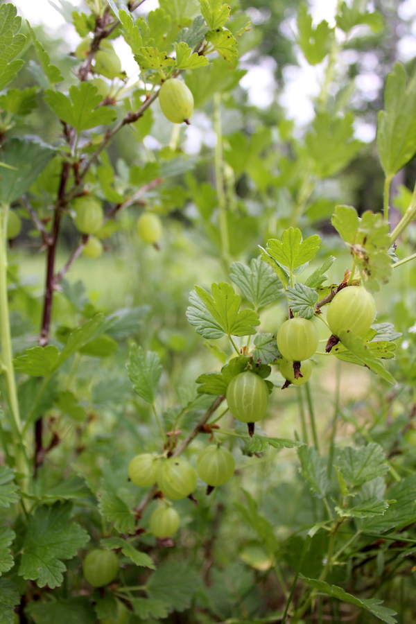 A gooseberry plant covered with bright green fruit, all destined for homemade gooseberry jam. 