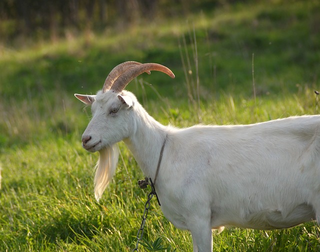 Goat on a Tether ~ A tether system can be really effective for raising goats without fences, especially if they're kept near gardens or orchards.