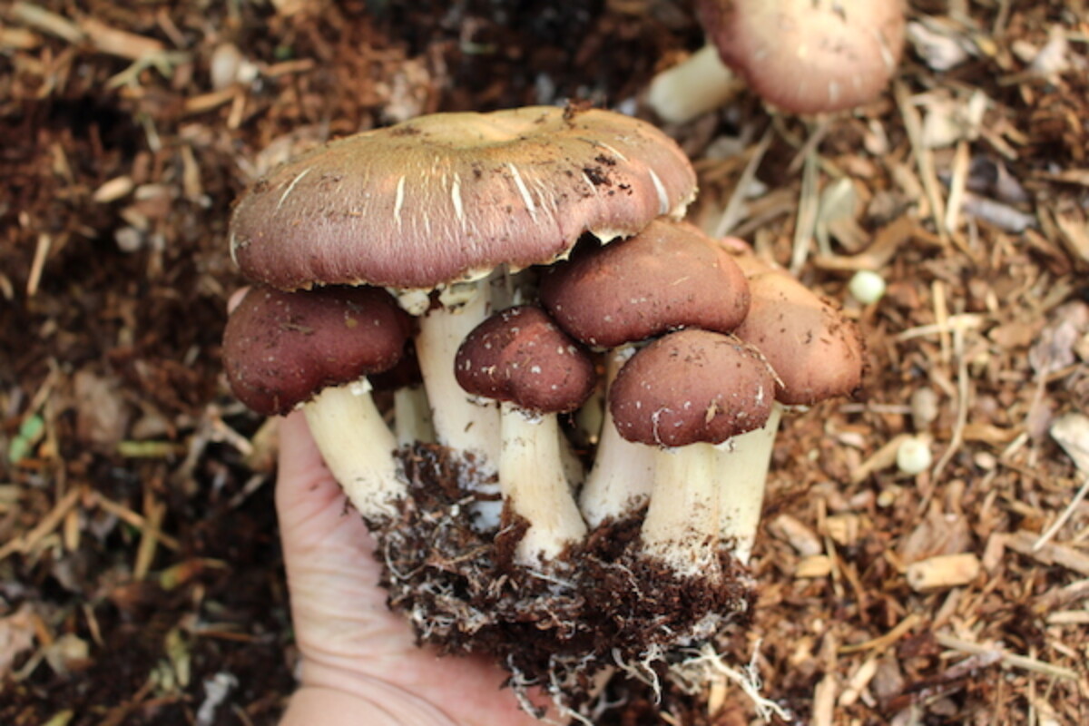 harvesting wine cap mushrooms
