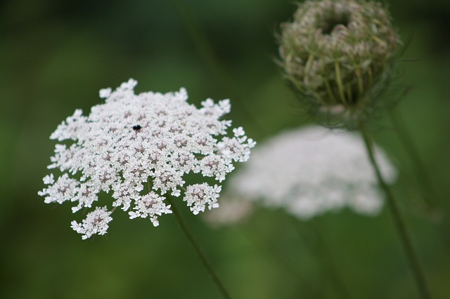 Queen Anne's Lace Flowers ~ This edible weed gets its name from the tiny red flower in the middle, supposedly where queen Anne pricked her finger when making the lacy flowers.