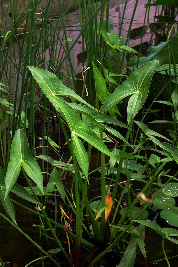 Arrowhead Plant