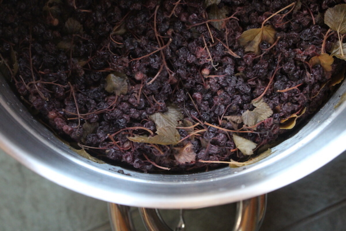 Black Currants after Steam juicing