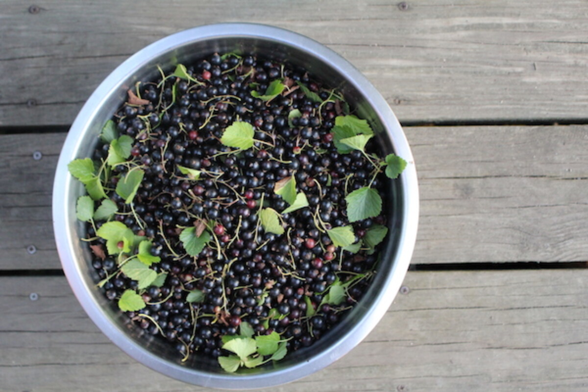 Bowl containing 10lbs of fresh blackcurrants harvested from a single bush.