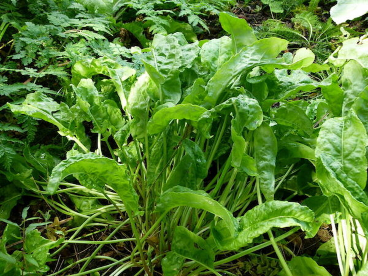French Sorrel Rumex acetosa