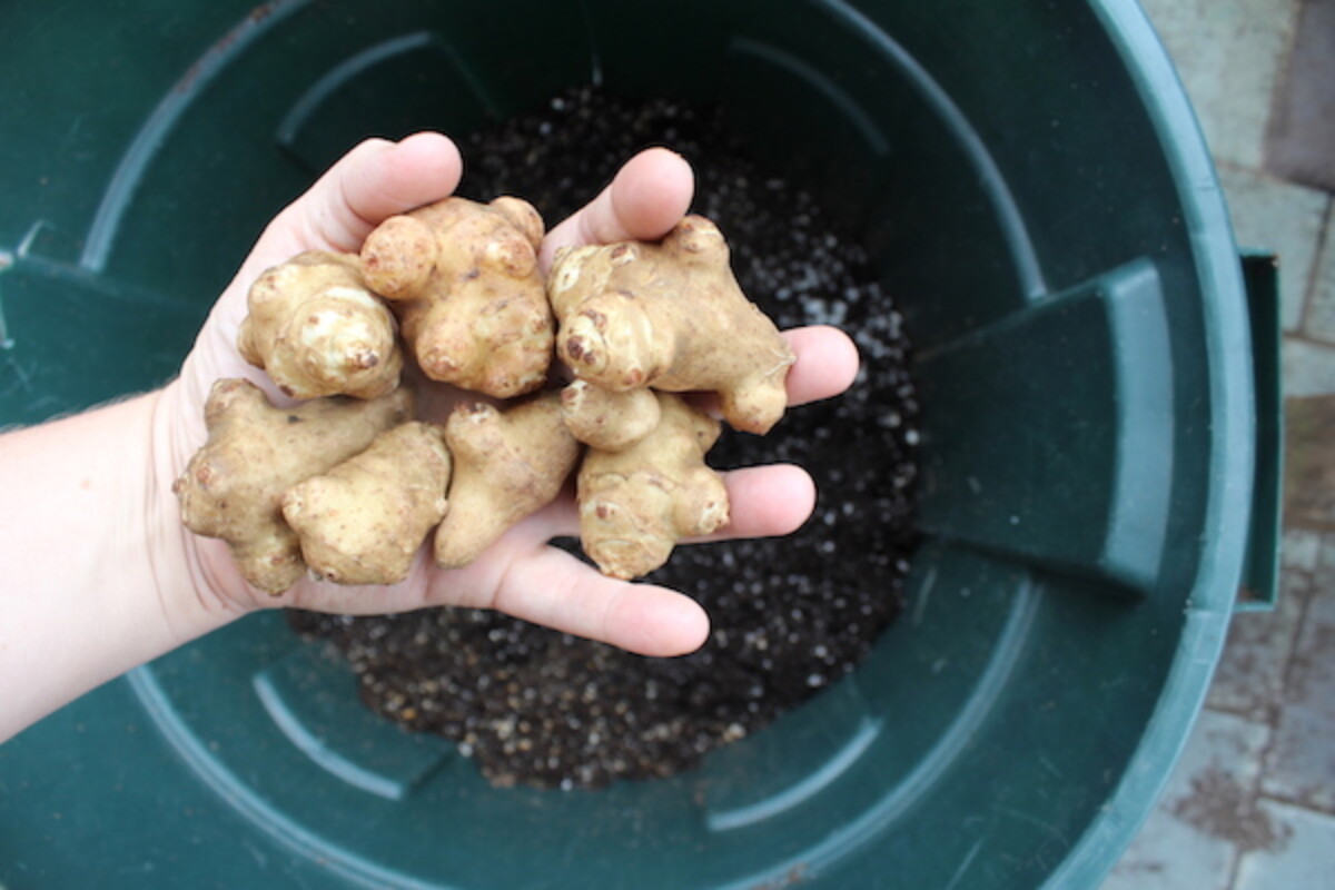 Planting sunchokes in a trashcan to keep them contained.