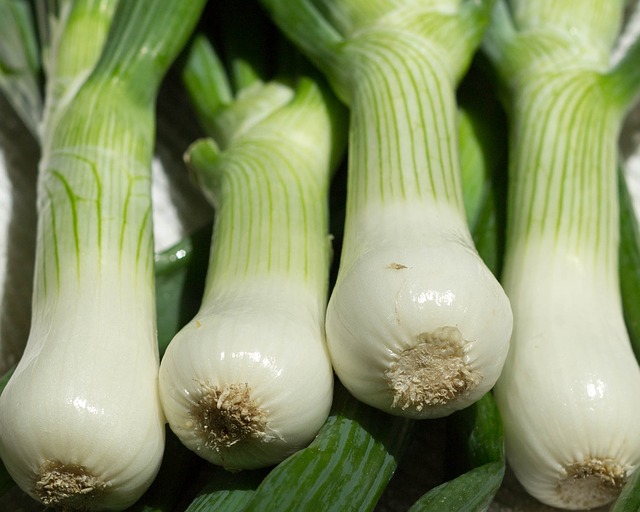 Scallions or green bunching onions are a perennial vegetable.