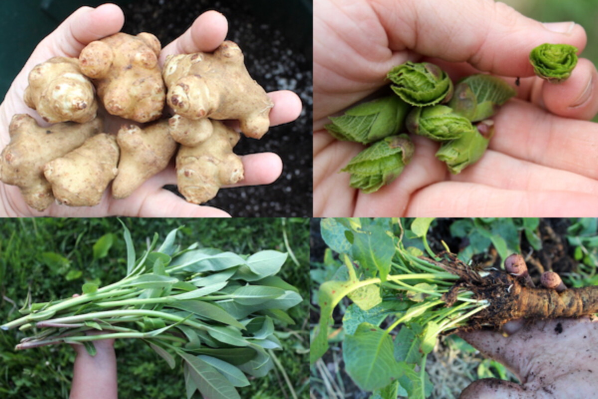 Perennial Vegetables Clockwise from Top Left ~ Sunchokes, Linden Buds, Milkweed and Dock.