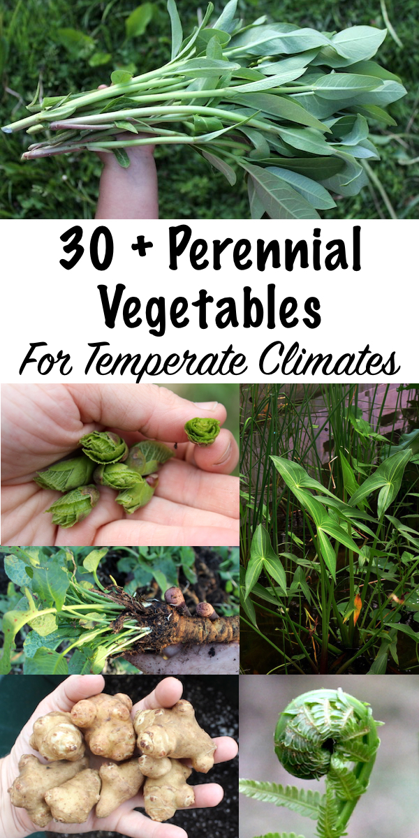 30+ Perennial Vegetables for Temperate Climates ~ Tired of starting over every spring? Plant perennial vegetables once and harvest for a lifetime! Not just for tropical climates, there are plenty of perennial vegetables for temperate climates. We grow just about all of these on our Vermont homestead in Zone 4. #permaculture #perennials #homesteading #growingfood #selfsufficiency #homestead #selfreliant