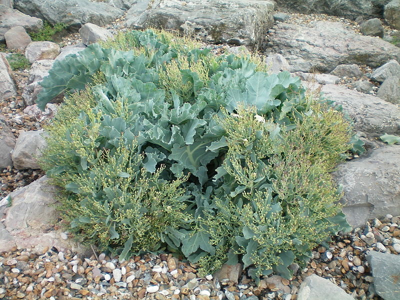 Sea Kale Crambe Maritima