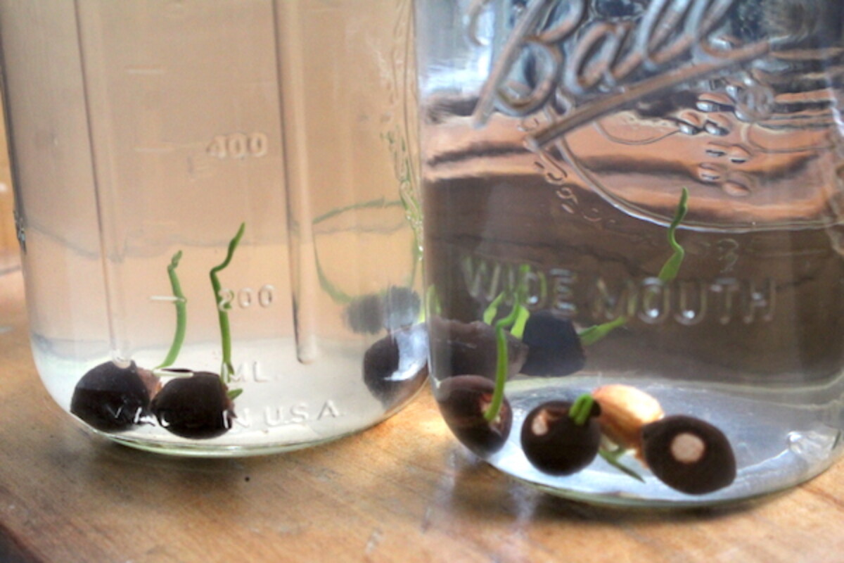 Sprouting American Lotus on a Sunny Windowsill in our Vermont Kitchen.