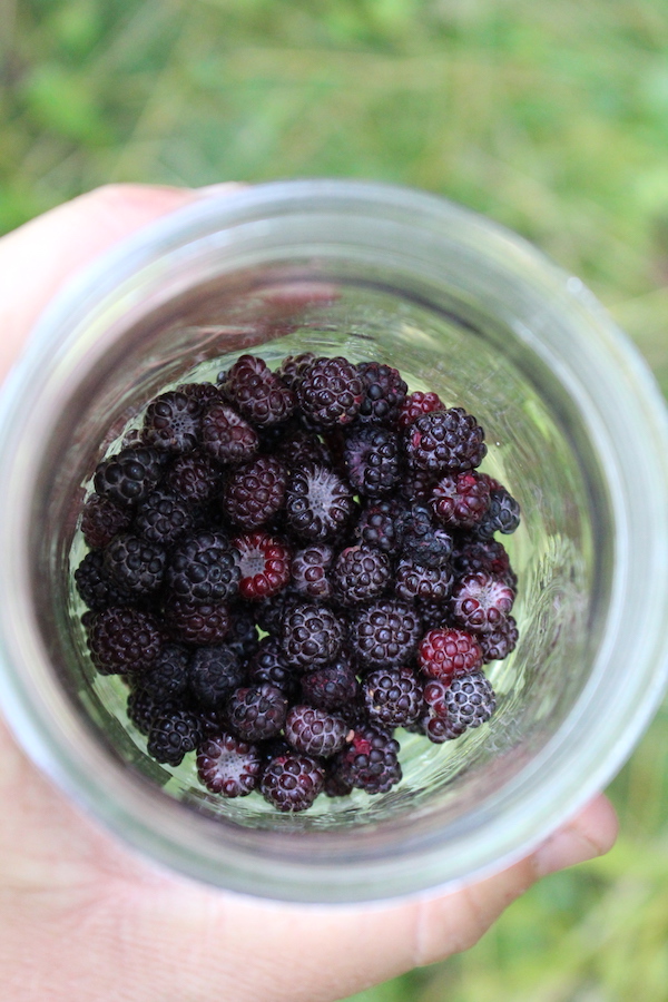 harvesting Black Raspberries for Jam