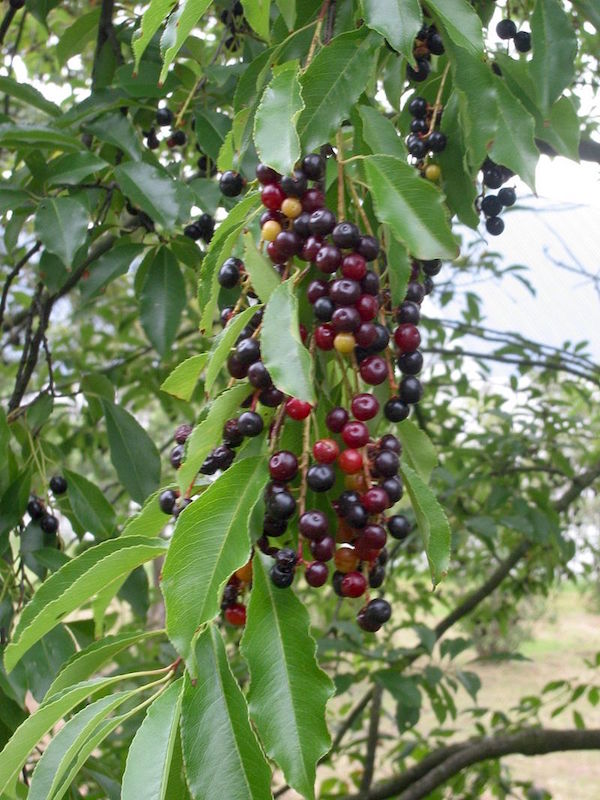Black Cherry