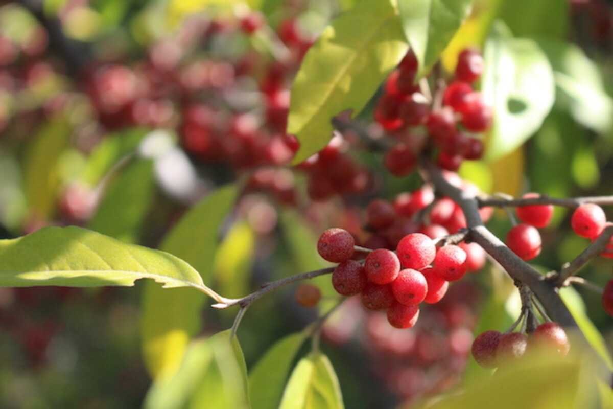 Wild edible fruits of autumn olive