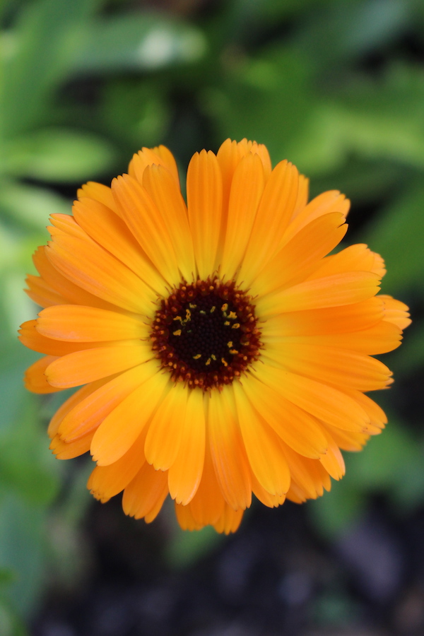 Calendula Flower as an Ingredient for Herbal Shampoo