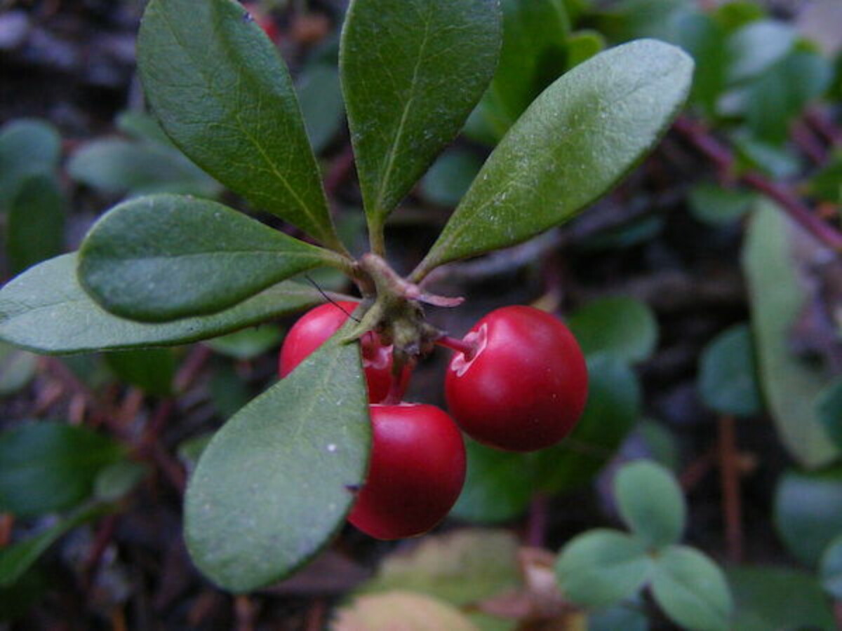 Common Bearberry