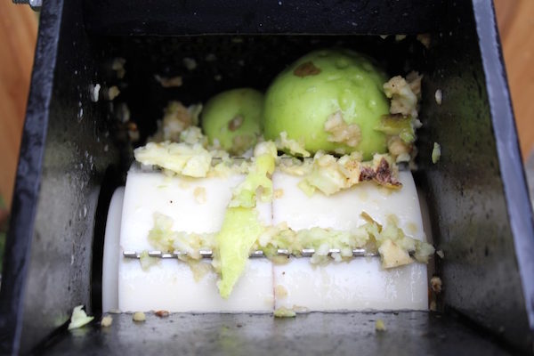 Grinding homegrown apples before pressing them into cider.