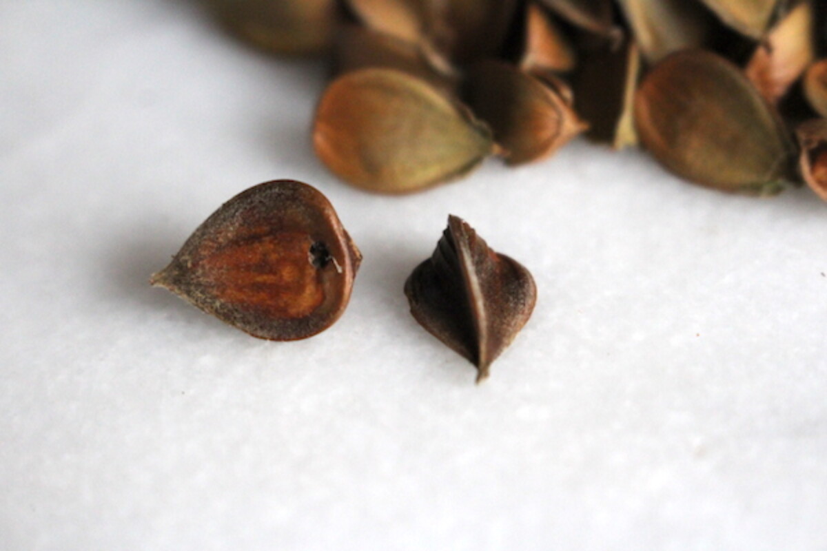 Both of the beechnuts in the picture need to be culled from the harvest. The nut on the left has an insect exit hole, and the nut on the right is concave on the sides indicating an empty shell.
