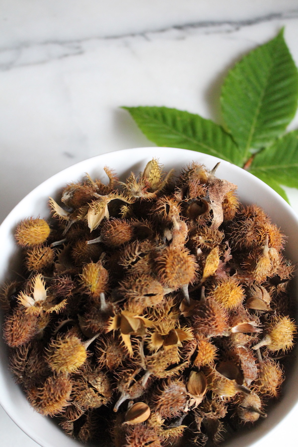 Wild beechnuts