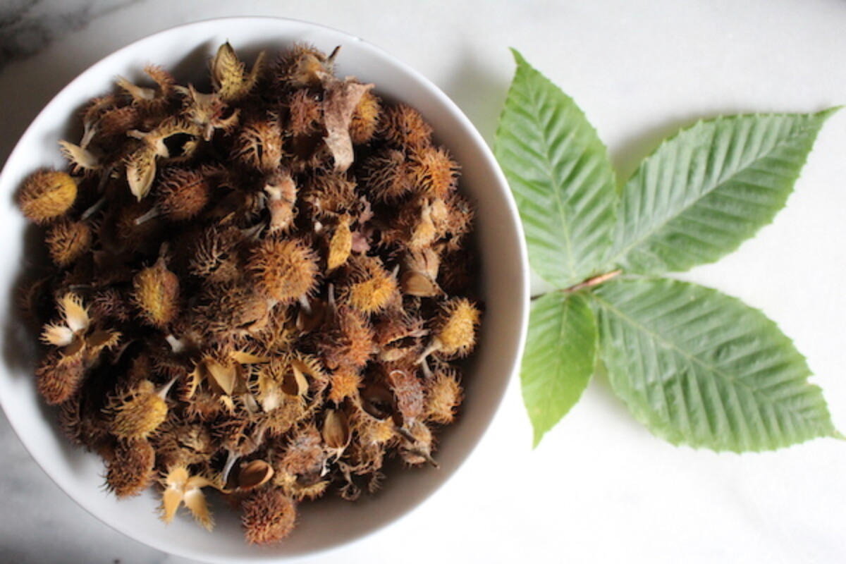 A bowl full of wild foraged beechnuts, with their characteristic yellow/orange velcro husk containing two triangular nuts.