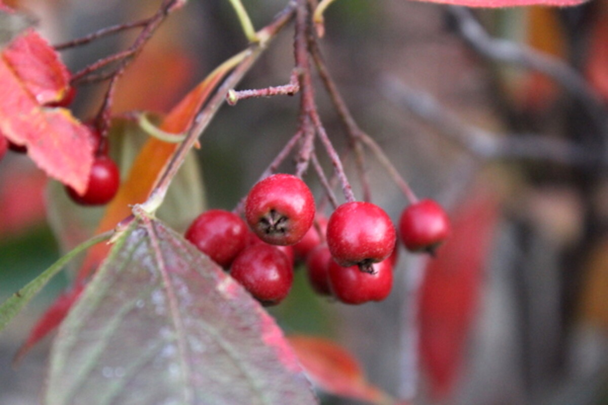 Red Chokeberries (Aronia arbutifolia)