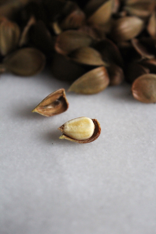 A beechnut shelled to expose the nut inside.