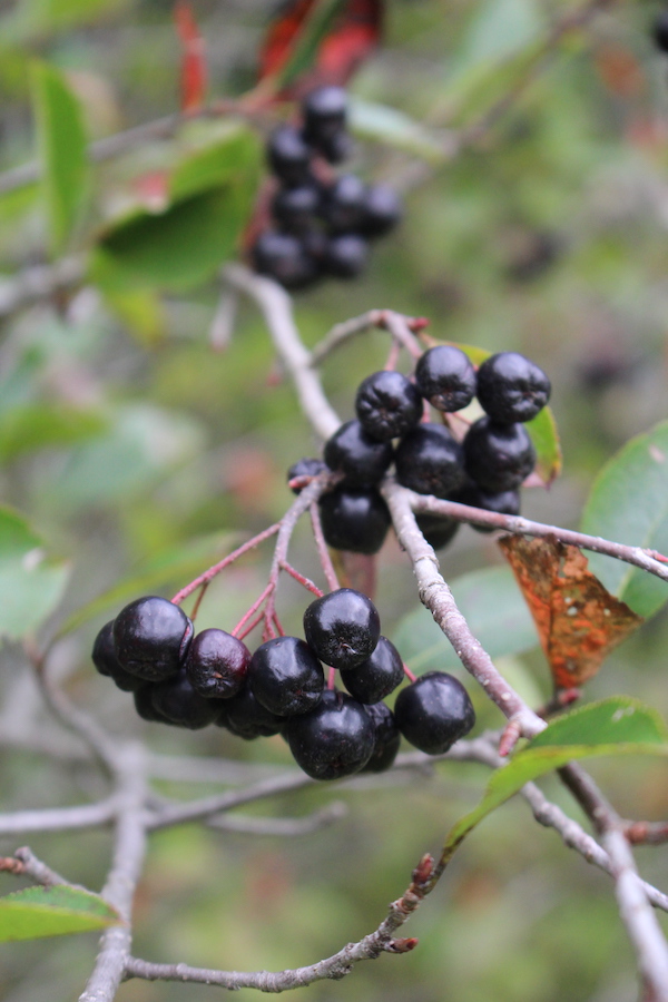 Wild edible berries of Black Chokeberry (aronia melanocarpa)