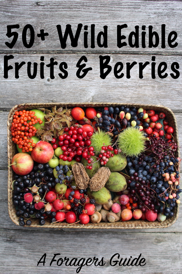 50+ Wild Edible Fruits and Berries ~ There is an incredible diversity of wild edible berries and fruits just waiting in the wild for willing foragers. Suburbs or woodlands, it doesn't matter, there's abundance to waiting for harvest. Follow this foragers guide to wild edible fruits and berries for a list of edible wild berries. #foraging #wildfood #wildfoodlove #survival #shtf