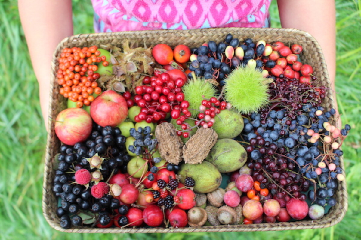 Basket full of wild edible berries, fruit and nuts all harvested within a few hours in autumn in Vermont.