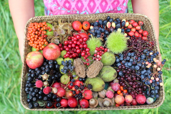 Wild Berries and benefits they bring