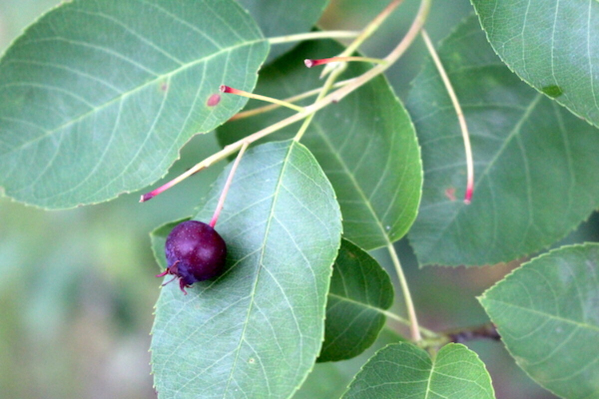 Wild Serviceberry on the bush