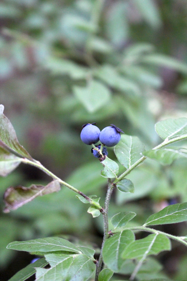 Wild high bush blueberries are a common edible berry in the northeast.