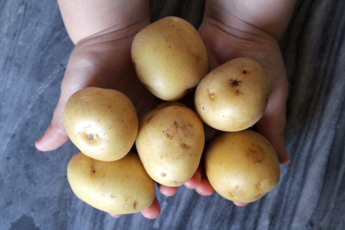 Choosing potatoes for Canning