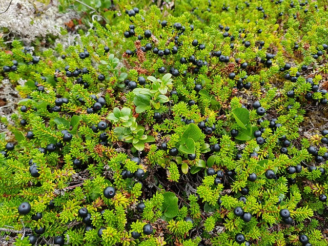 Crowberry (Empetrum nigrum)