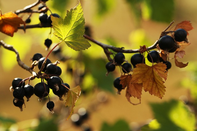 Blackcurrants (Ribes Sp.) are common edible wild berries, especially in cooler climates and shady/wet areas.