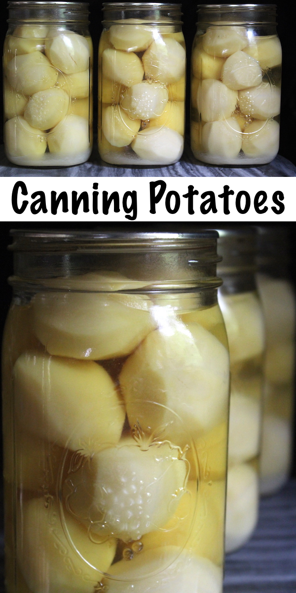 Canning Potatoes ~ How to Can Potatoes ~ Potatoes are a great candidate for home canning, and a jar of home canned potatoes makes for a quick and easy meal. Learn how to pressure can potatoes for long term storage, plus a few reasons why canning potatoes is an efficient way to store potatoes. #canning #selfreliance #homesteading #foodpreservation #traditionalskills