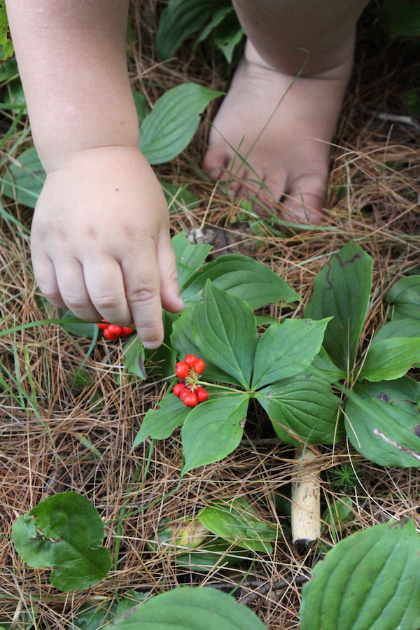 My two year old harvesting tasty wild edible fruits from bunchberry plants.