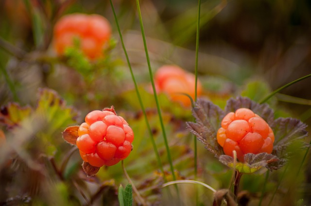 Cloudberry Plants with bright orange edible wild berries growing near the ground