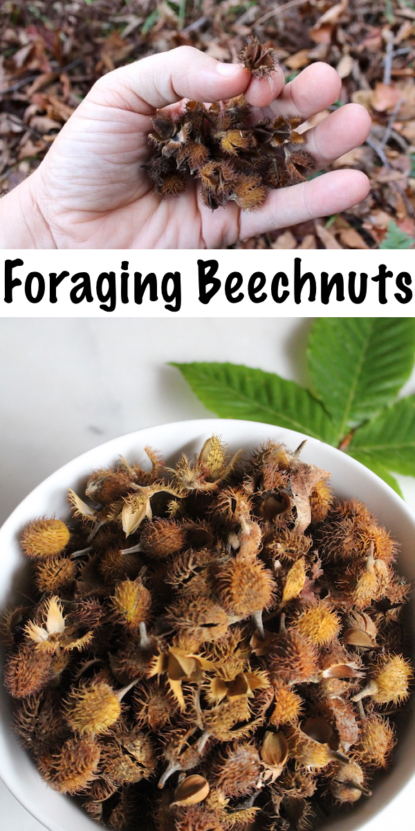 Foraging Beechnuts ~ Follow this foragers guide to wild edible beechnuts to find your own delicious, nutrient dense wild nuts. #wildcrafting #foraging #survival #wildfood
