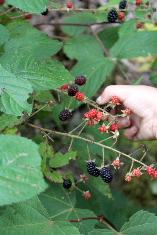 harvesting wild blackberries