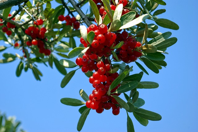 Buffalo berries