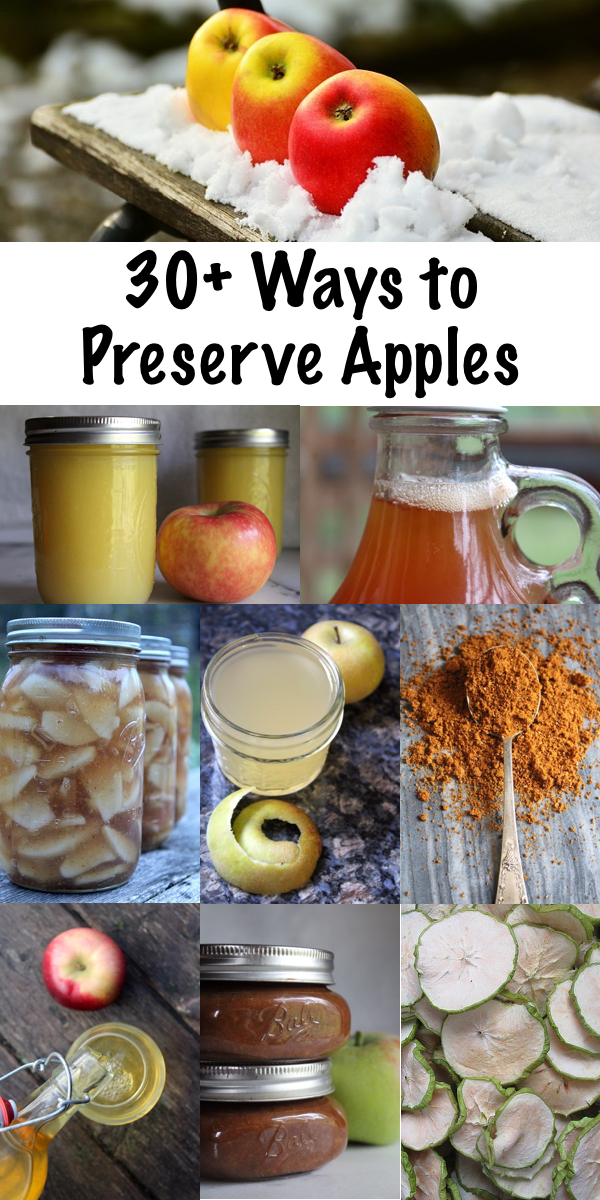 30+ Ways to Preserve Apples ~ Historical and modern apple preservation techniques to put up the apple harvest this fall. Looking for the ultimate guide to preserving apples? Look no further! #selfreliance #preservation #foodpreservation #canning #fall #applerecipes