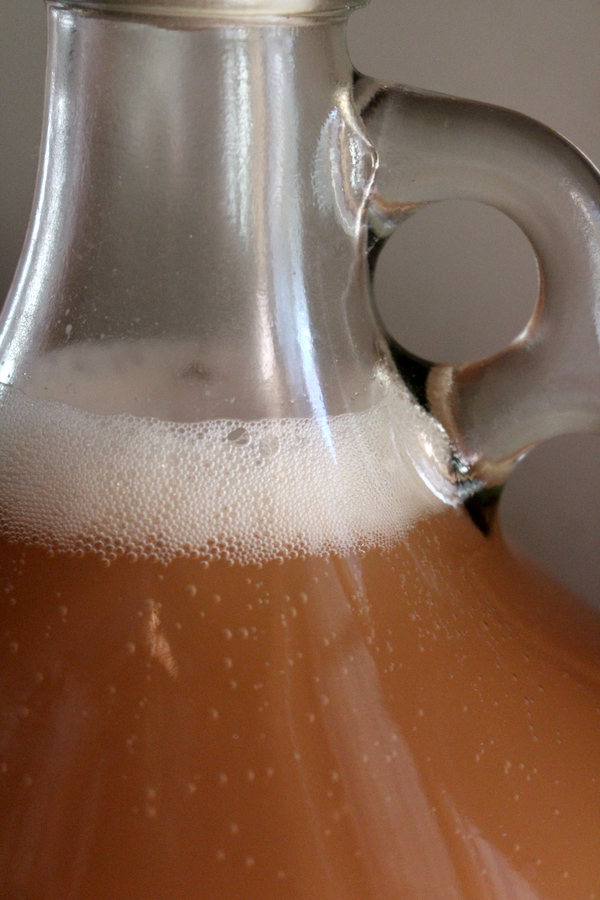 Apple wine actively fermenting after about 48 hours in primary.